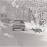 Sjåføren fikk seg en overraskelse da to rådyr skvatt over veien like foran bilen.
Det er en fantastisk spenst i rådyrene. Hopp på 6-7 meter er ingen kunst selv i løs snø. (Randabergveien i Stavanger)