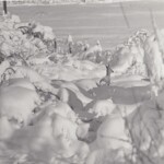 Rolig smyger et av rådyr seg ut av skjulestedet sitt ─ de snøtunge, nedbøyde bjørketrærne.
Det høres ikke en lyd, bare litt snødryss fra buskene forteller at her er flere dyr.
