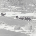 Vinterbilde fra 1960 ─ årene på Tasta.
Noen snørike år. En skuffelse for rådyrene som hadde trukket vestover for å finne mat.