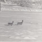 Fremme fra skjulestedet blir de bare stående å glo i mange minutter.
De er like mye interesserte i lyden fra biler og traktorer som av fotografen.